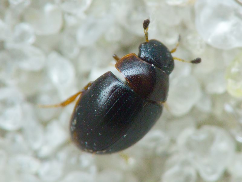 Hydrophilidae LatreiIle, 1802